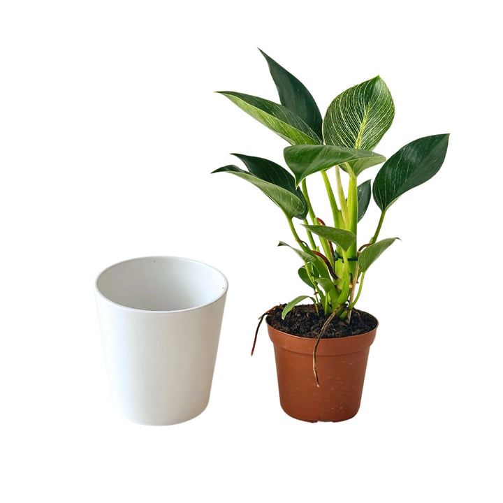 Philodendron Birkin con vaso interno in plastica e coprivaso in ceramica bianco separato – fogliame decorativo a striature bianche.