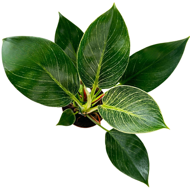 Philodendron Birkin visto dall’alto – foglie verdi lucide con variegature bianche su pianta ornamentale da interno in vaso, diametro 12 cm.
