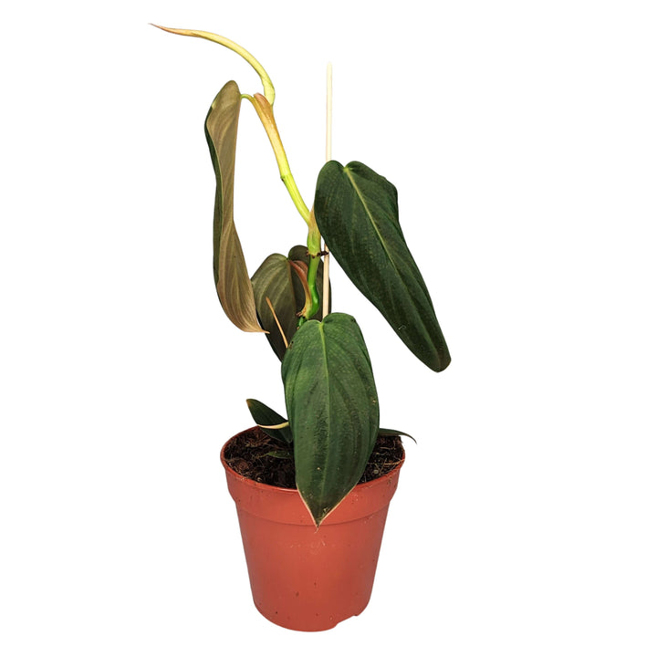 Philodendron Gigas altezza pianta 30 cm diametro vaso 12 cm - i Giardini di Giulia