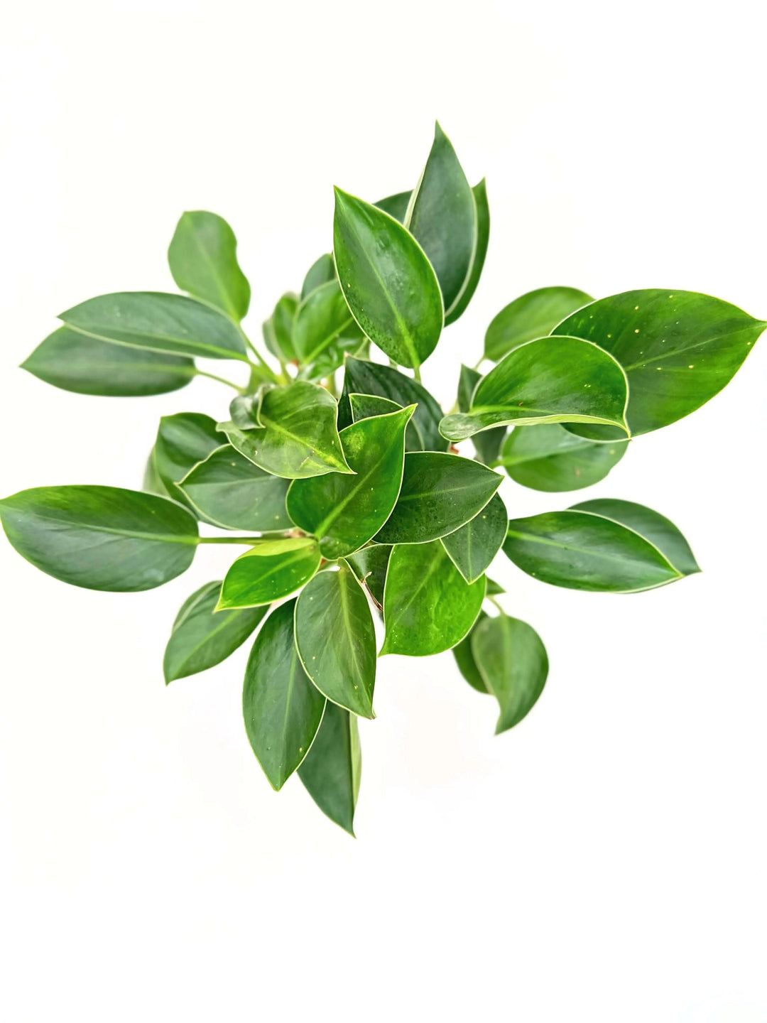 Philodendron Green Princess - i Giardini di Giulia