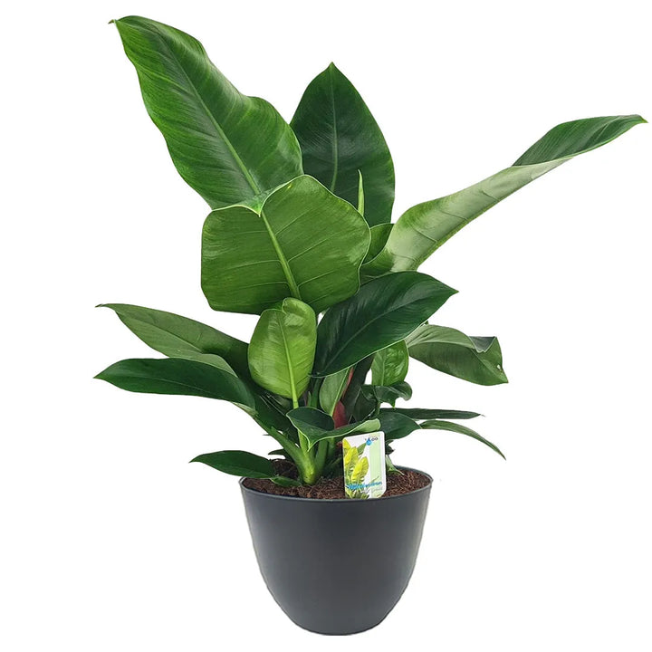 Philodendron ‘Imperial Green’ in vaso antracite – pianta tropicale ornamentale da interno, altezza 60 cm