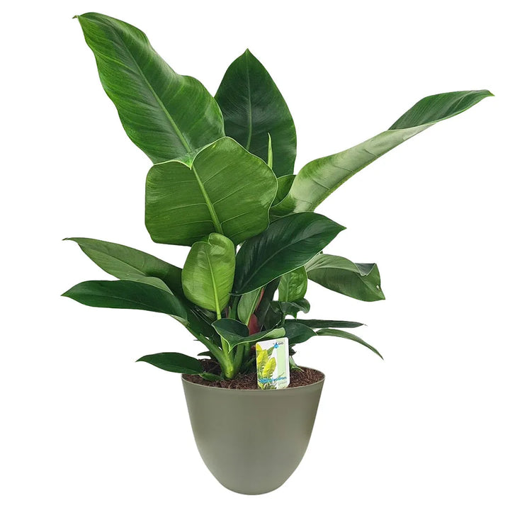 Pianta di Philodendron ‘Imperial Green’ in vaso verde riciclato – eleganza tropicale per arredamento moderno