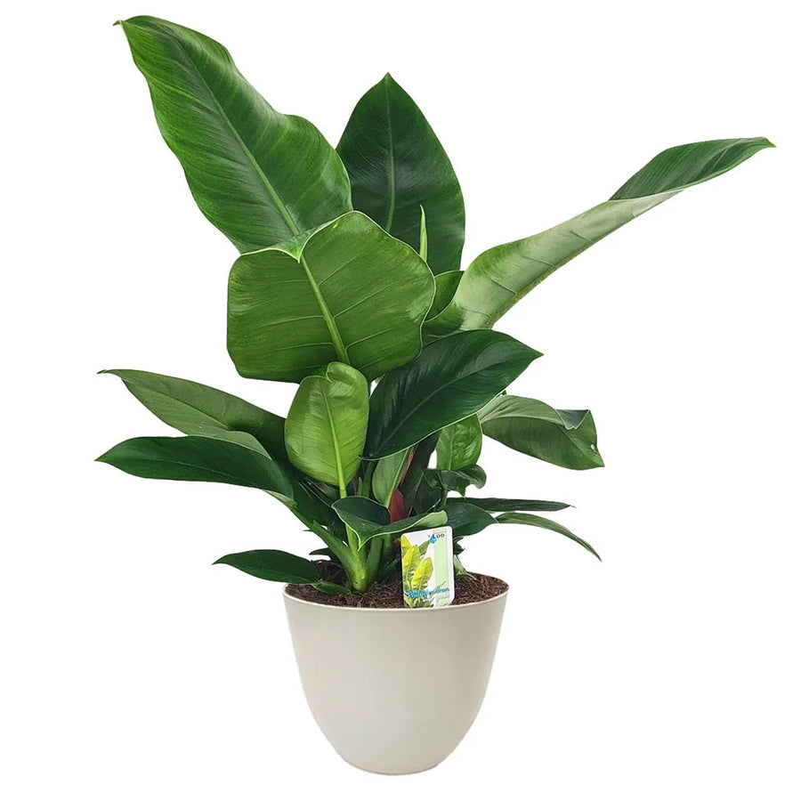 Pianta da appartamento Philodendron ‘Imperial Green’ in vaso avorio ecosostenibile – design naturale per la casa