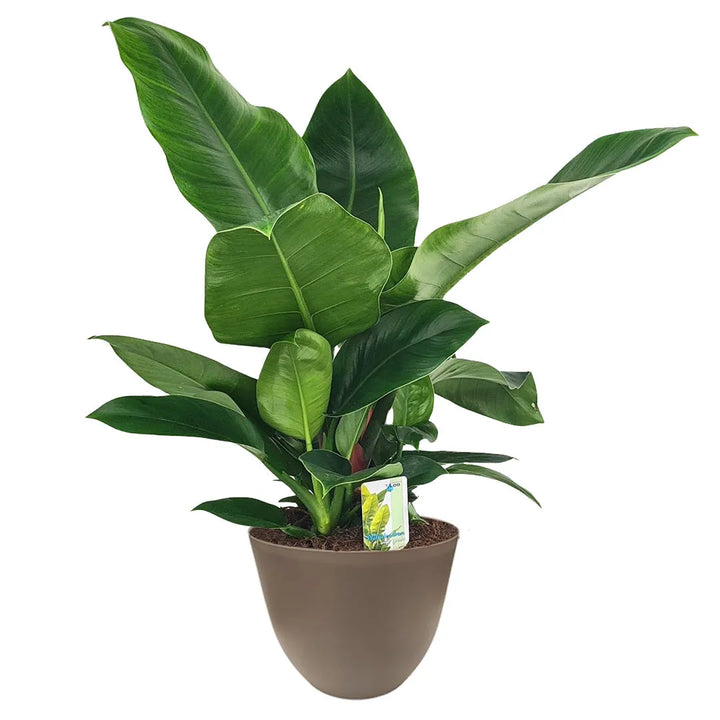 Philodendron ‘Imperial Green’ con foglie larghe e lucide in vaso tortora riciclato – ideale per interni eleganti