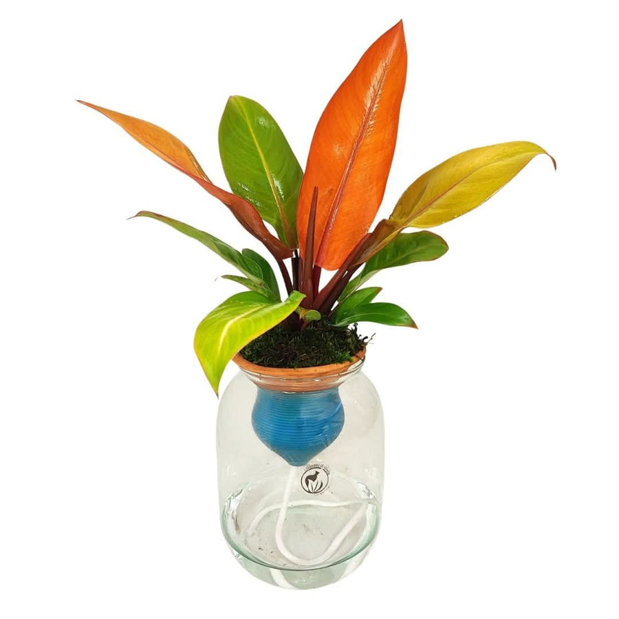 Philodendron Orange – Idrocoltura con Cono in Terracotta - i Giardini di Giulia
