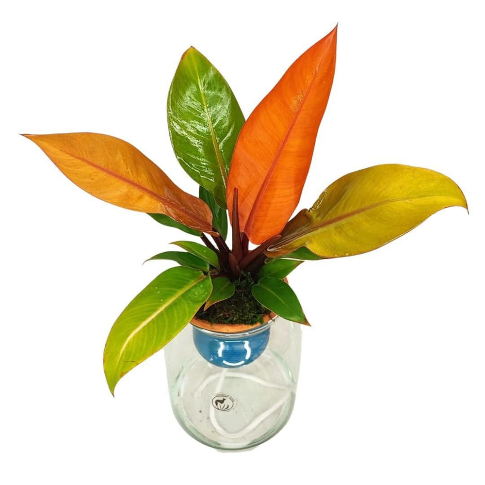 Philodendron Orange – Idrocoltura con Cono in Terracotta - i Giardini di Giulia