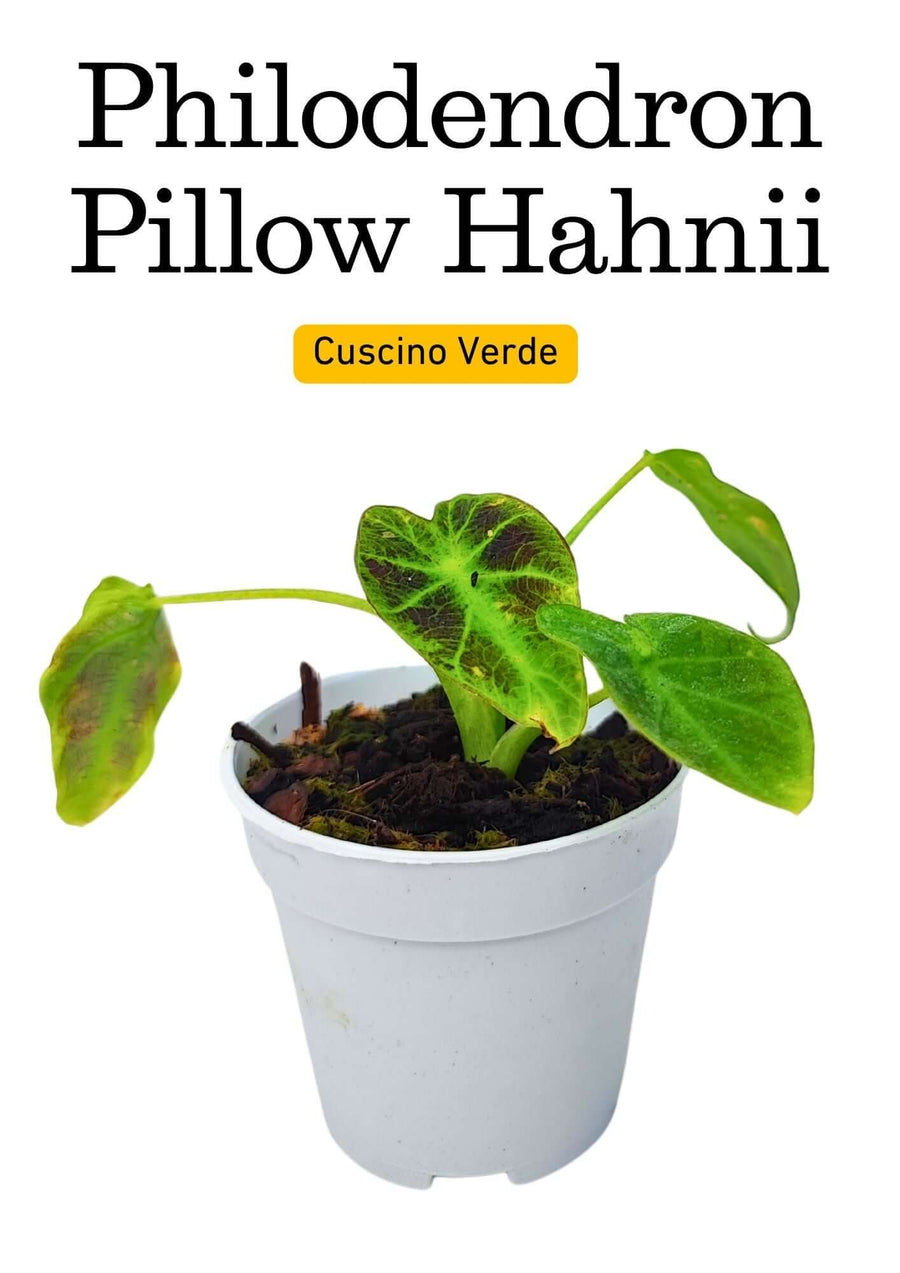 Philodendron 'Pillow Hahnii' - Altezza Pianta 7 cm, Vaso Diametro 8 cm - i Giardini di Giulia