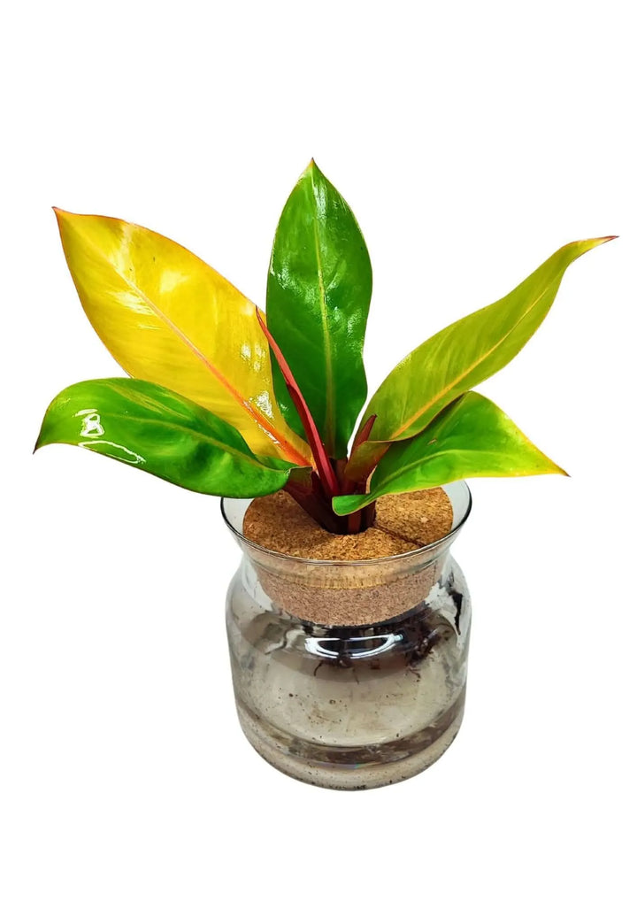 Vista frontale del Philodendron Prince of Orange in idrocoltura con foglie colorate

