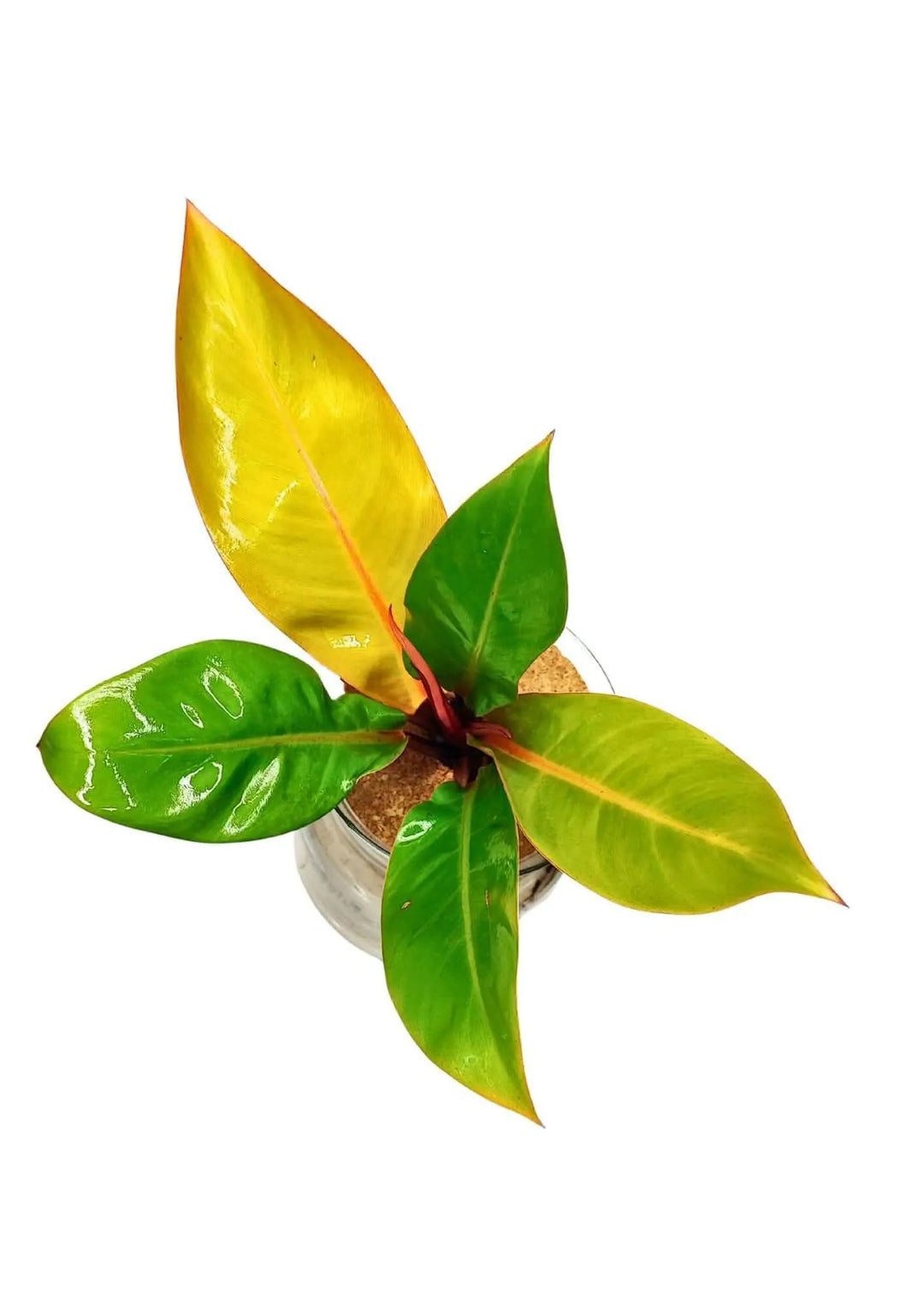 Vista dall’alto delle foglie del Philodendron Prince of Orange, arancioni e verdi

