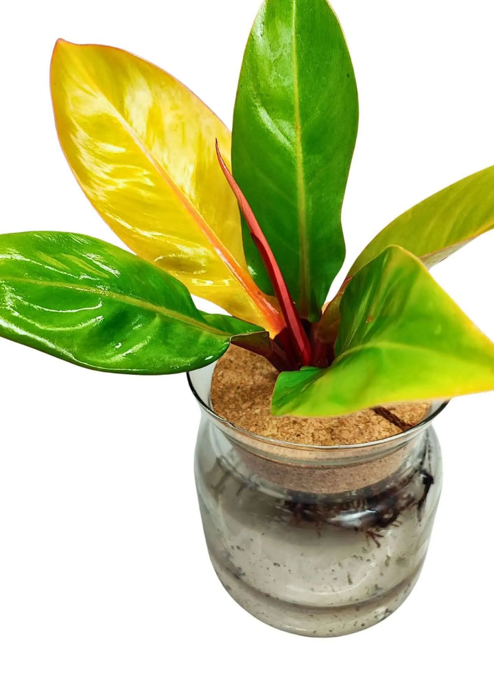 Dettaglio ravvicinato del vaso trasparente con radici in acqua e foglie del Philodendron Prince of Orange

