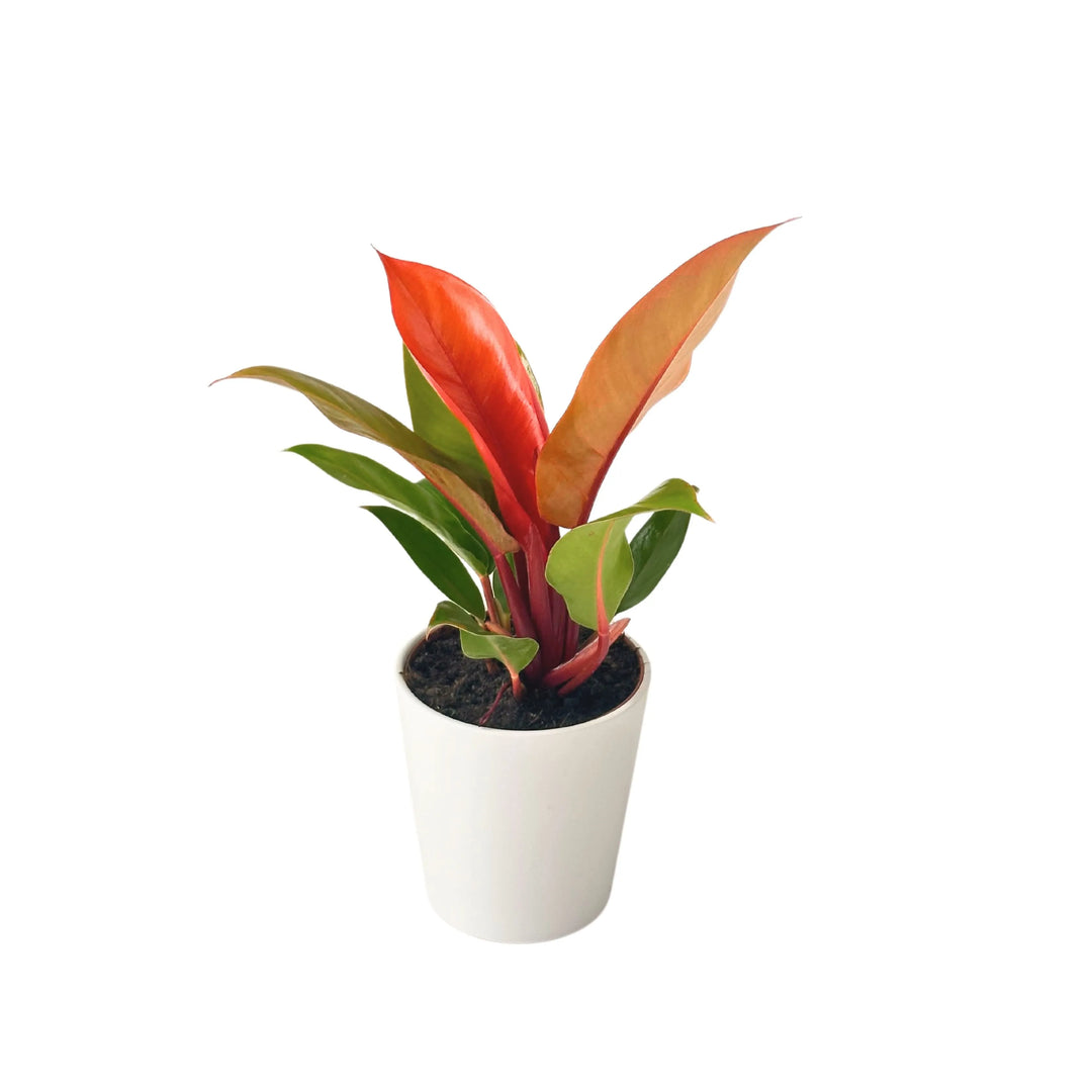 Pianta Philodendron Prince Orange in vaso bianco con foglie arancioni lucide