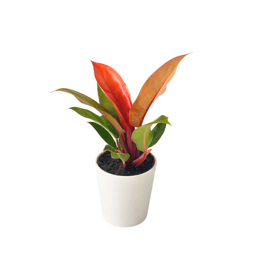 Pianta Philodendron Prince Orange in vaso bianco con foglie arancioni lucide