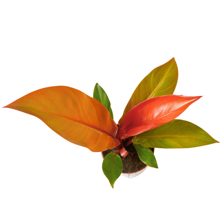 Philodendron 'Prince Orange' - Altezza Pianta 25 cm, Vaso Diametro 14 cm - i Giardini di Giulia