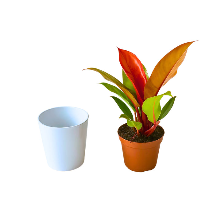 Philodendron 'Prince Orange' - Altezza Pianta 25 cm, Vaso Diametro 14 cm - i Giardini di Giulia