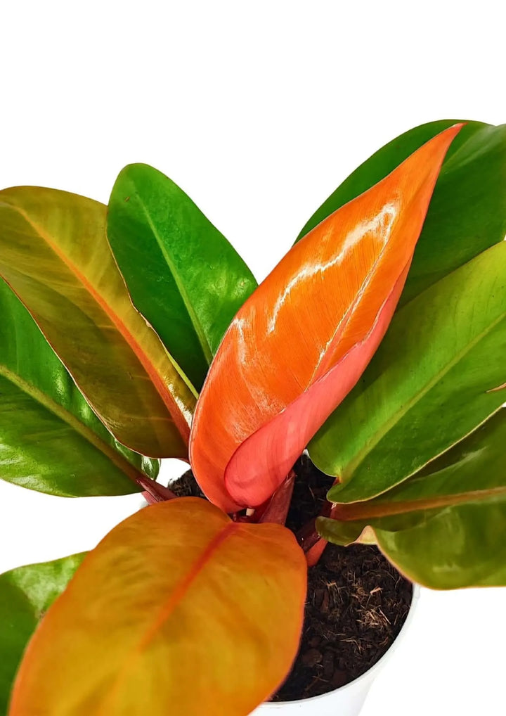 Dettaglio ravvicinato delle foglie arancioni del Philodendron Prince Orange

