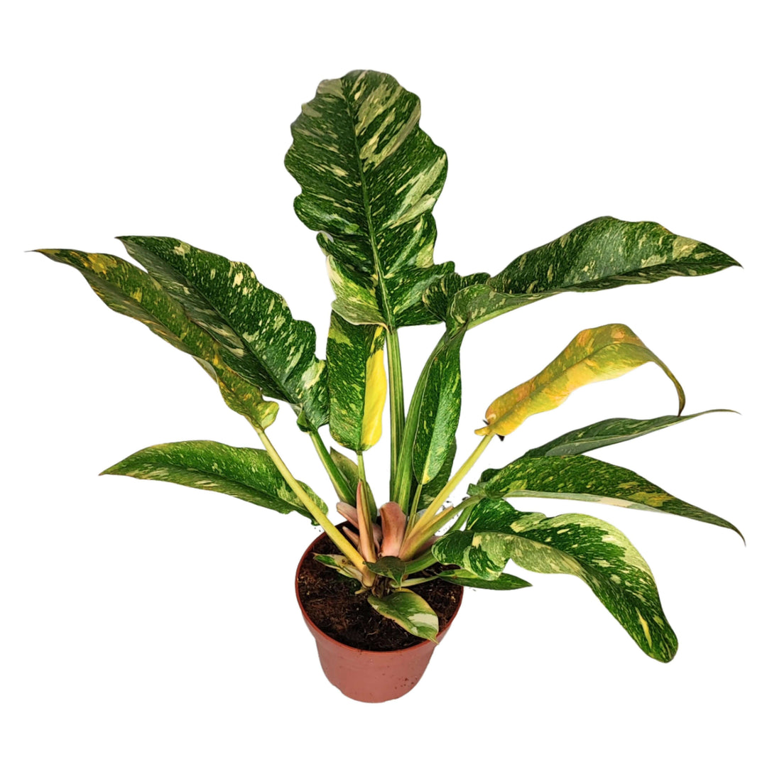 Philodendron Ring of Fire altezza pianta 25 cm diametro vaso 12 cm - i Giardini di Giulia