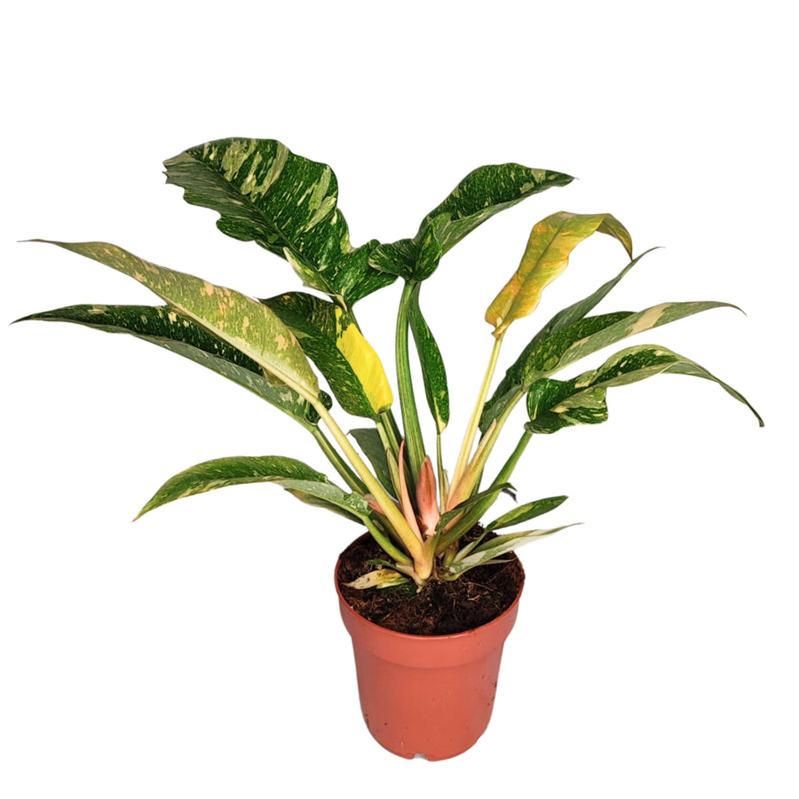 Philodendron Ring of Fire altezza pianta 25 cm diametro vaso 12 cm - i Giardini di Giulia