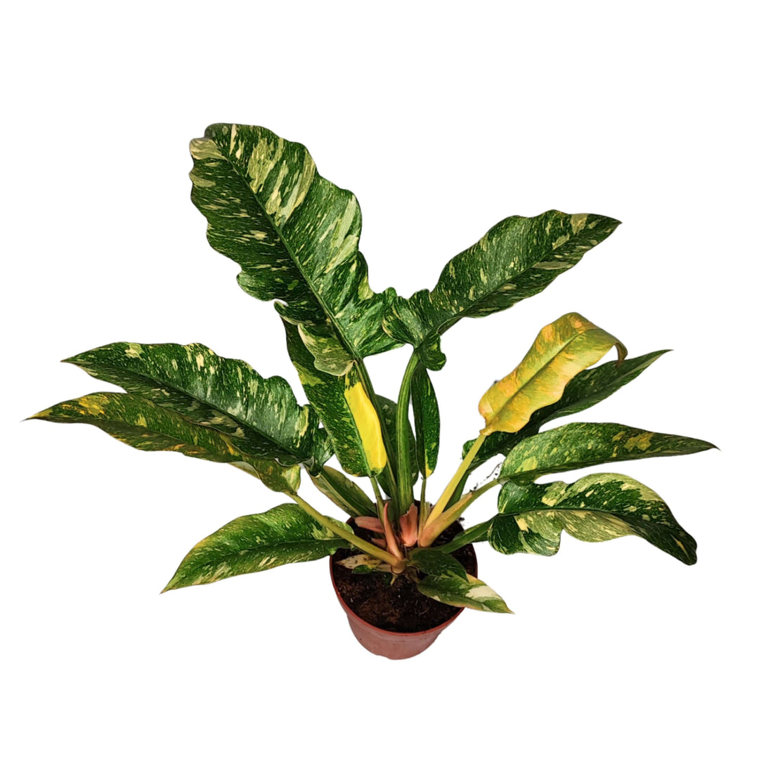 Philodendron Ring of Fire altezza pianta 25 cm diametro vaso 12 cm - i Giardini di Giulia