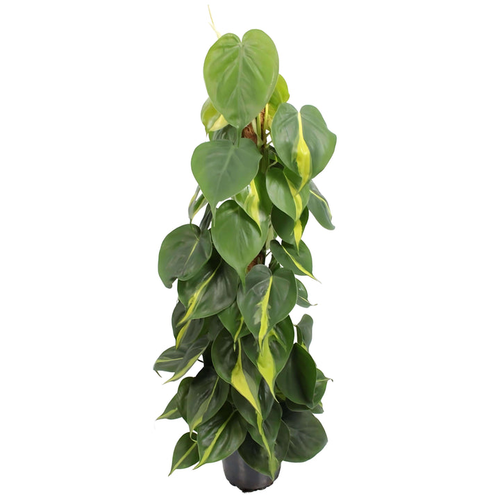 Philodendron scandens 'Brasil' altezza pianta 80 cm diametro vaso 17 cm - i Giardini di Giulia