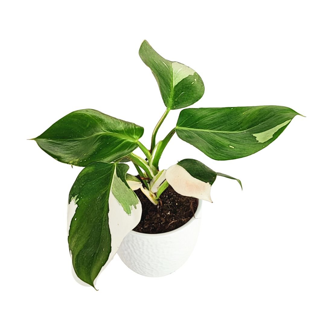 Philodendron Variegato white wave in vaso ceramica - i Giardini di Giulia