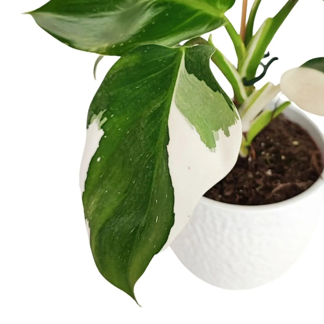 Dettaglio foglia con variegatura verde e bianca

