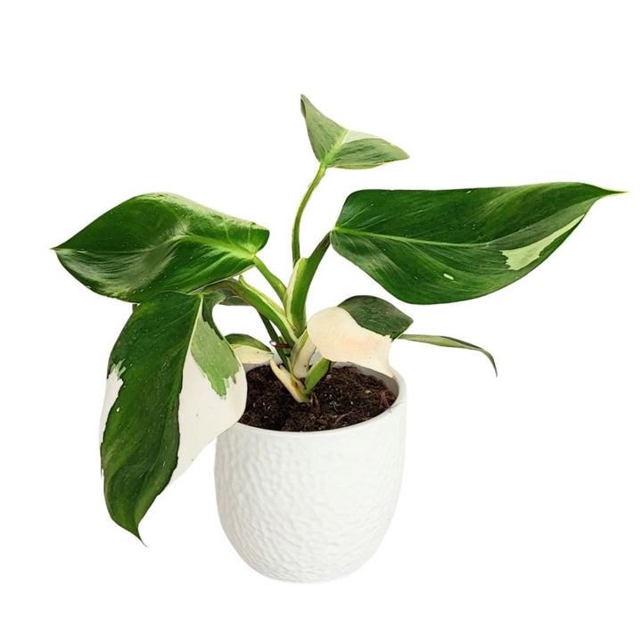 Philodendron Variegato white wave in vaso ceramica - i Giardini di Giulia