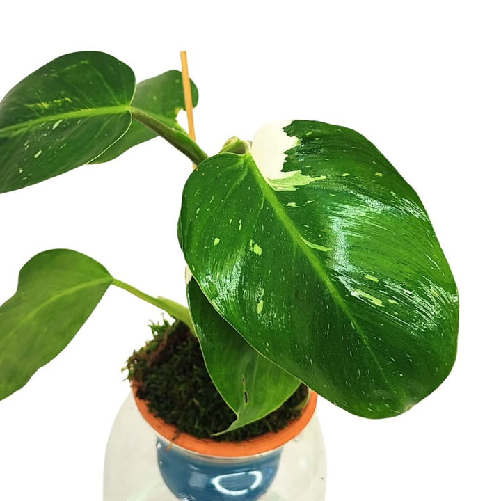 Philodendron White – Idrocoltura con Cono in Terracotta - i Giardini di Giulia