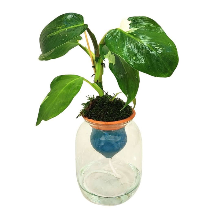 Philodendron White – Idrocoltura con Cono in Terracotta - i Giardini di Giulia