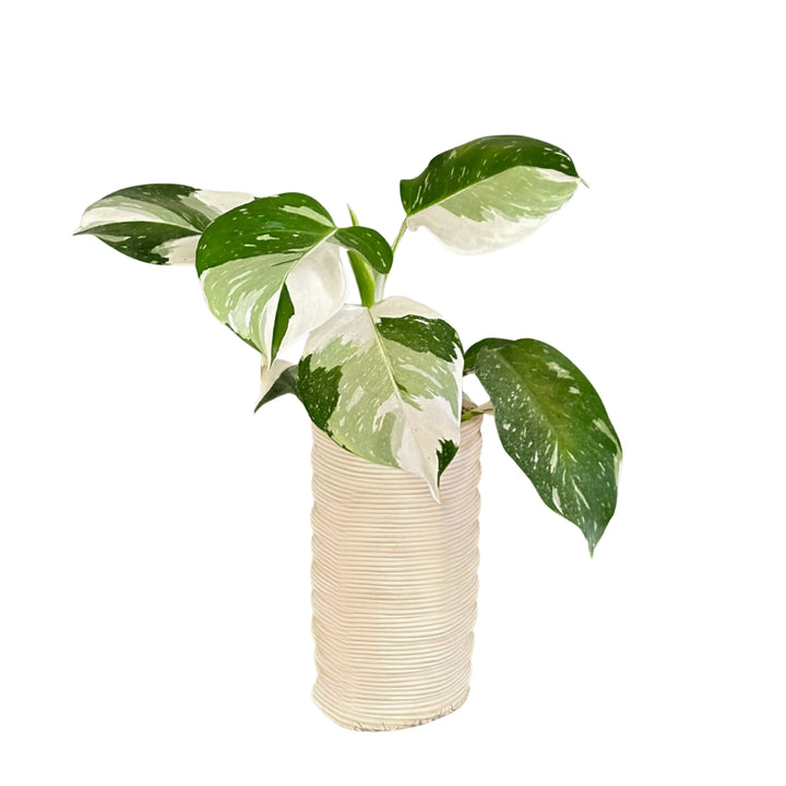 Philodendron White Princess con foglie variegate verdi e bianche, in vaso cilindrico in ceramica bianca rigata, su sfondo bianco. Pianta da interno elegante e decorativa.