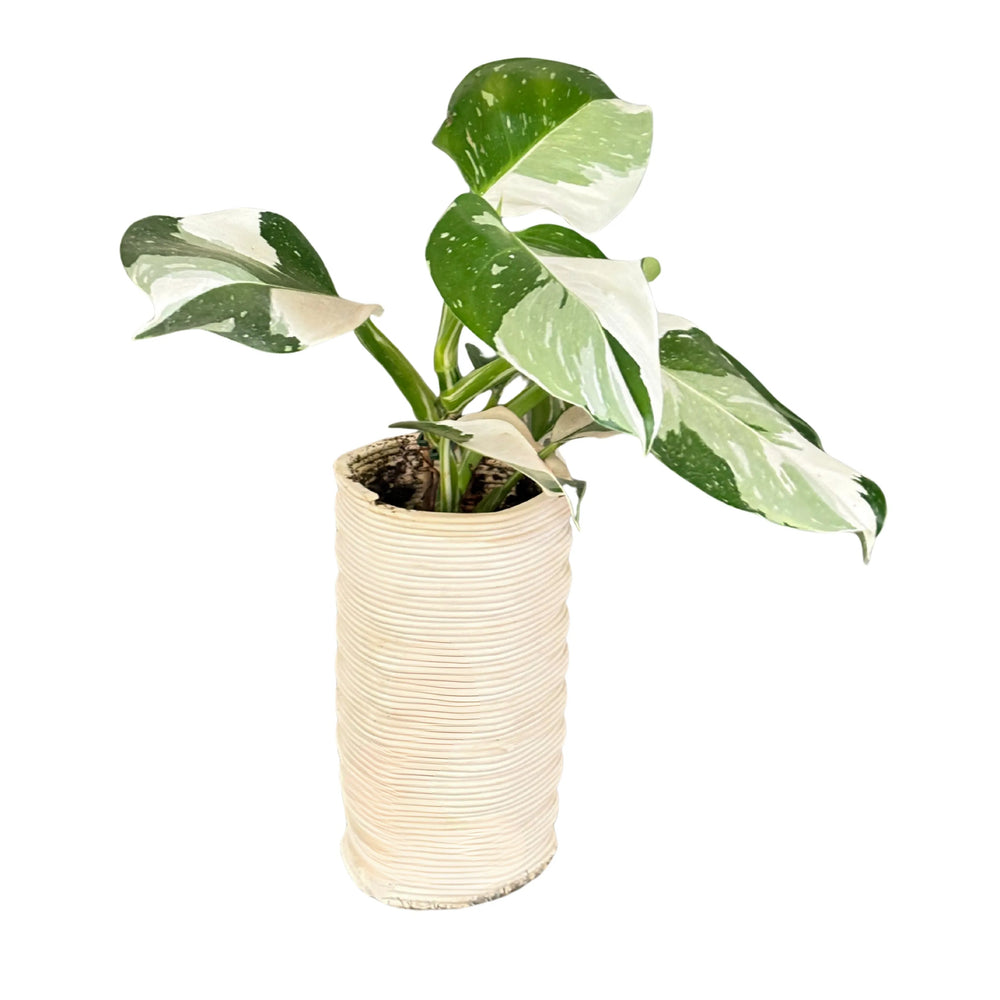 Philodendron White Princess visto lateralmente, con grandi foglie variegate in vaso ceramico bianco rigato. Pianta ornamentale ideale per interni moderni.
