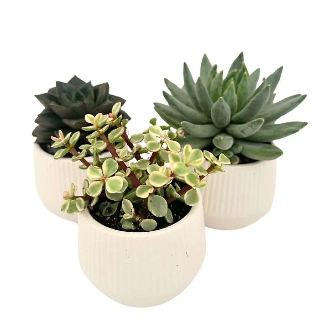 Tre piante grasse in vaso di ceramica bianca con superficie scanalata, ideali per decorare interni moderni con stile minimal.