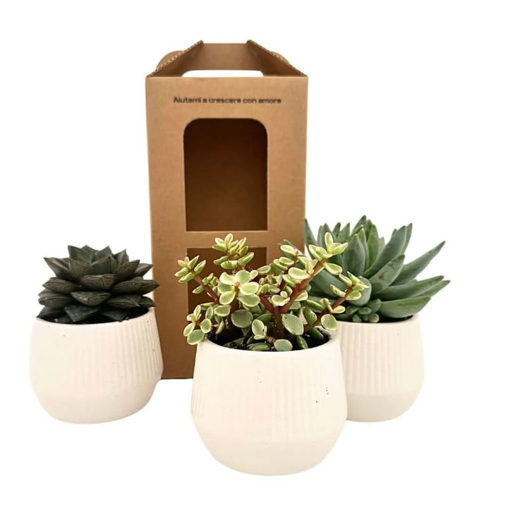 Set di tre piante grasse in vasi di ceramica bianca con confezione regalo ecosostenibile, perfette come bomboniera o pensiero green.