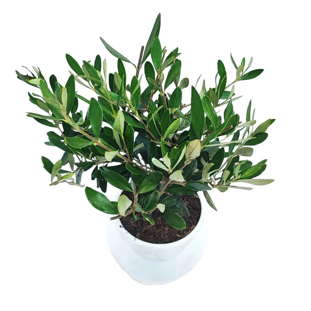 Pianta di ulivo decorativa con foglie verdi e argento, ideale come pianta sempreverde da interni luminosi