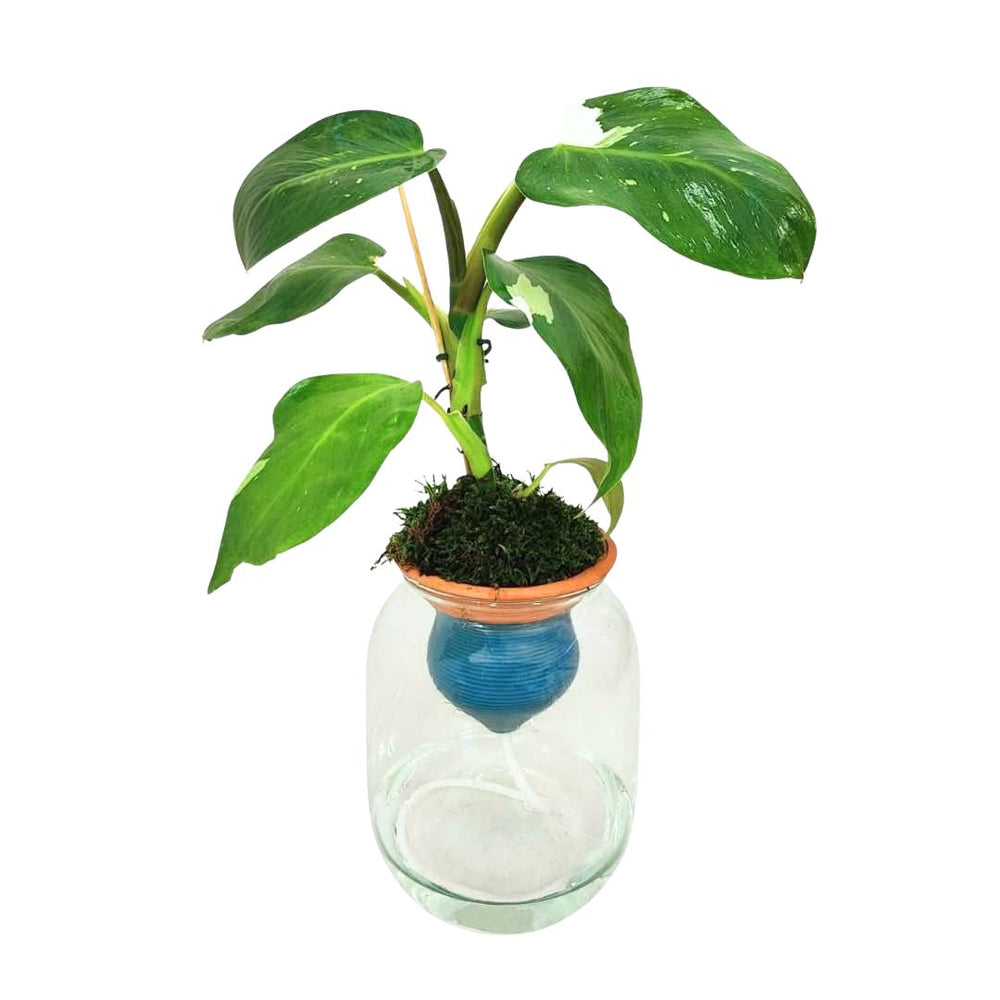 Primo piano del Philodendron White in vaso di vetro con sistema autoirrigante