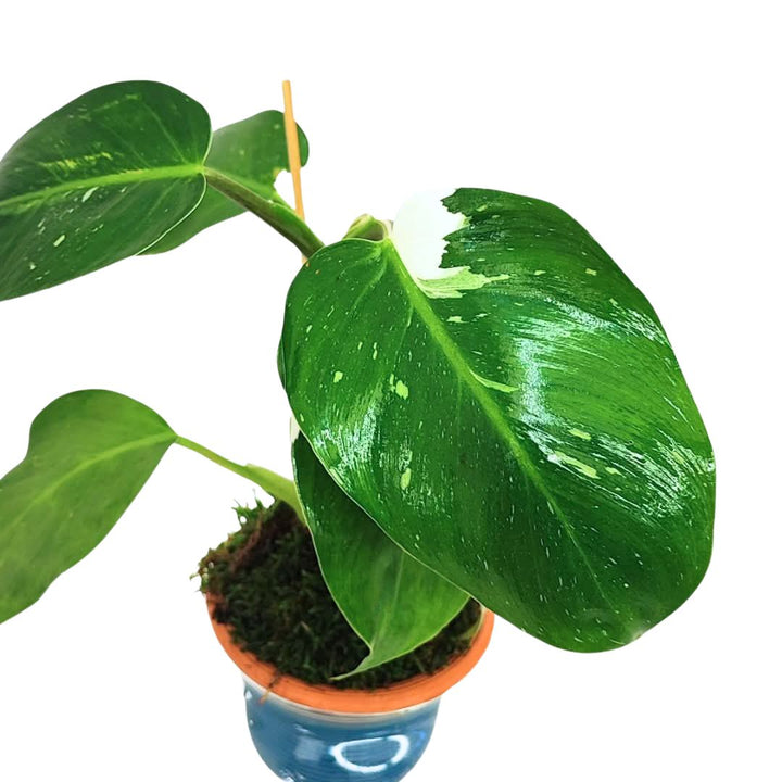 Dettaglio delle foglie verde scuro con venature bianche del Philodendron White