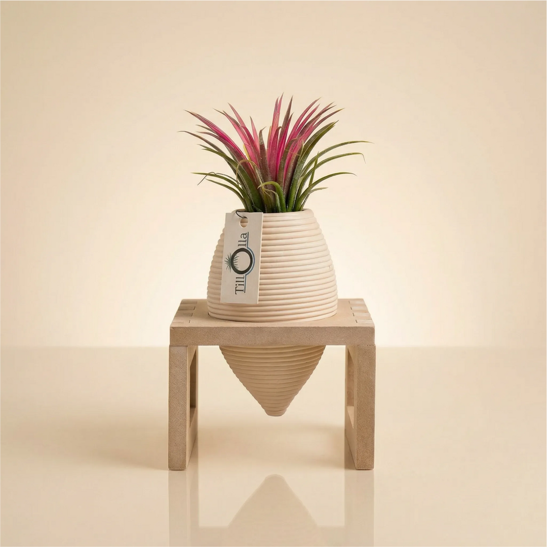 TillOlla con Tillandsia ionantha