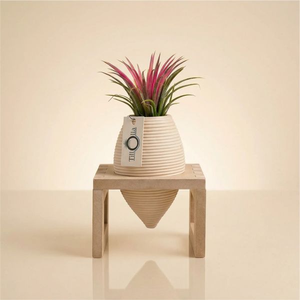 TillOlla con Tillandsia ionantha