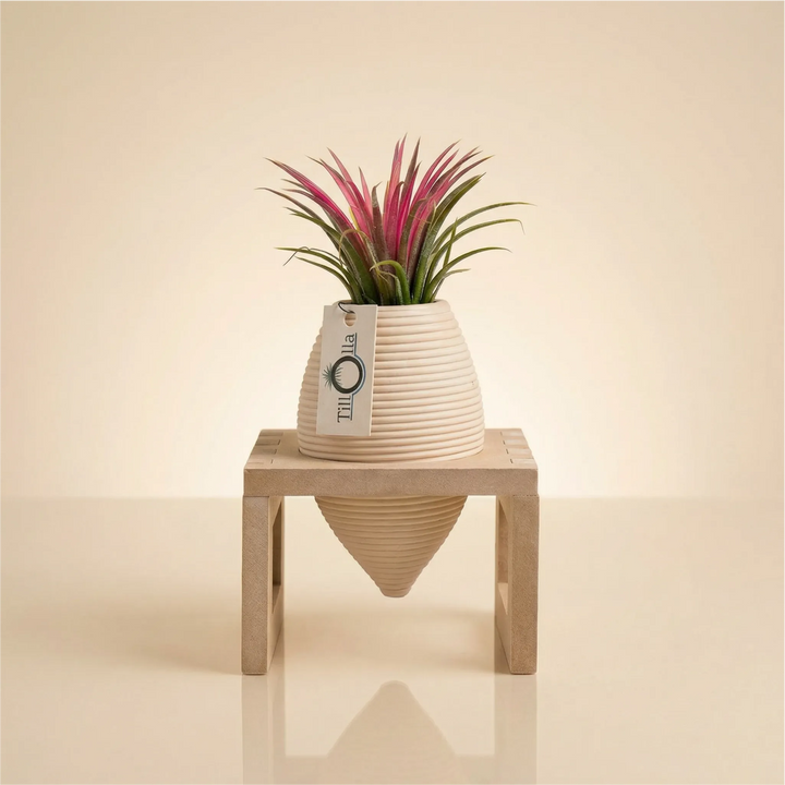 TillOlla con Tillandsia ionantha