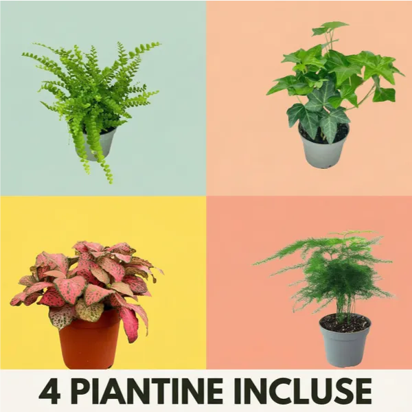 4 piantine incluse nel kit terrarium: Fittonia, Edera, Felce e Asparagus mostrate in un layout colorato 2x2.