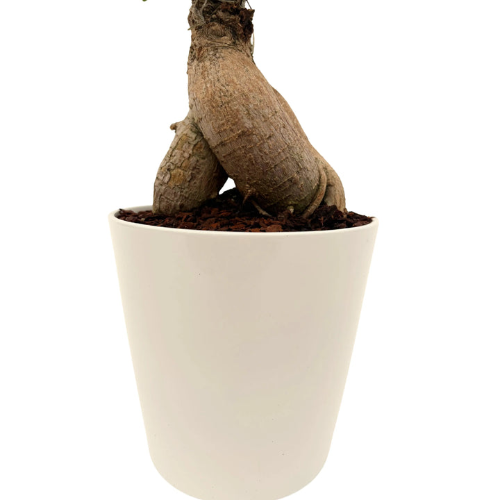 Dettaglio del tronco spesso del bonsai Ficus Ginseng in vaso bianco