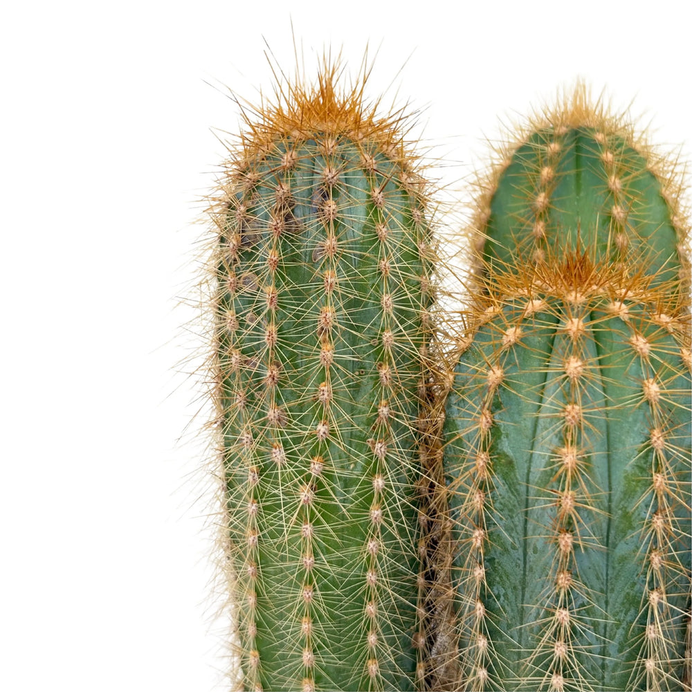 Dettaglio ravvicinato del Pilosocereus Gounellei con spine giallo dorato e superficie costolata blu-verde.


