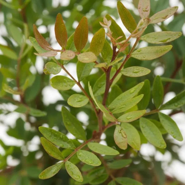 Dettaglio foglie verdi di pistacia lentiscus con rami sottili e giovani germogli