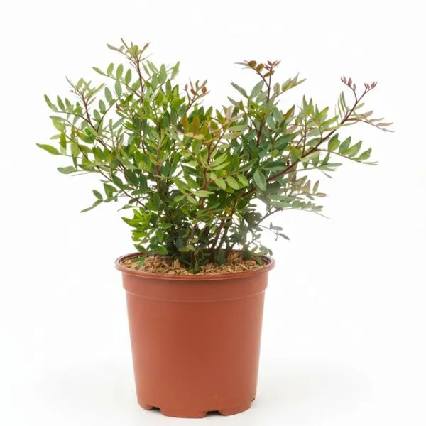 Pistacia lentiscus pianta da esterno in vaso con foglie verdi ovali su sfondo bianco