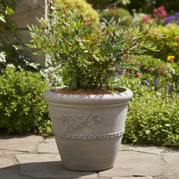 Pistacia lentiscus pianta mediterranea in vaso decorativo posizionata in giardino
