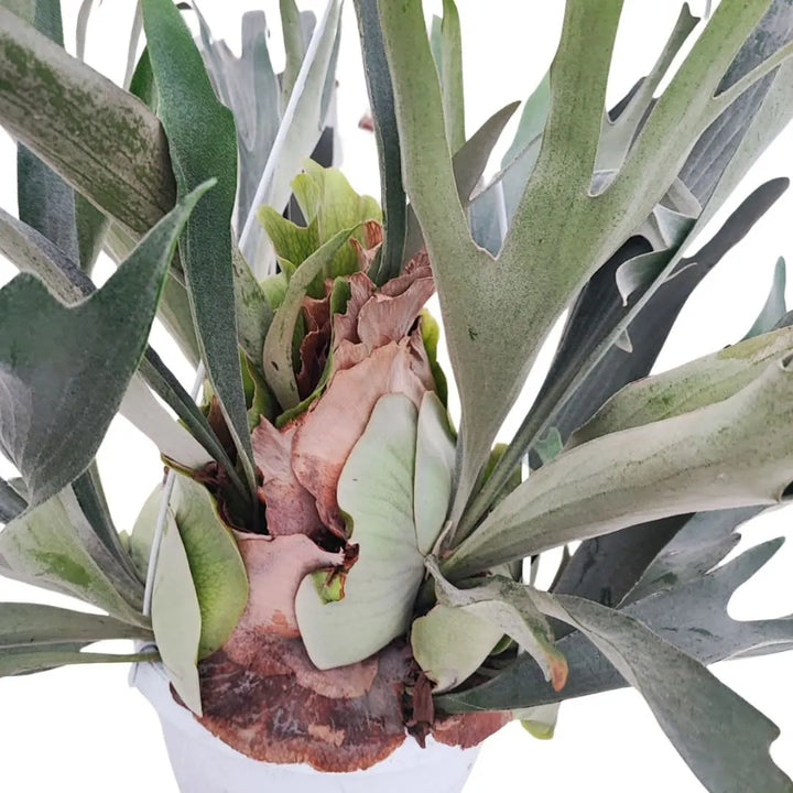 Dettaglio delle fronde basali e biforcute del Platycerium

