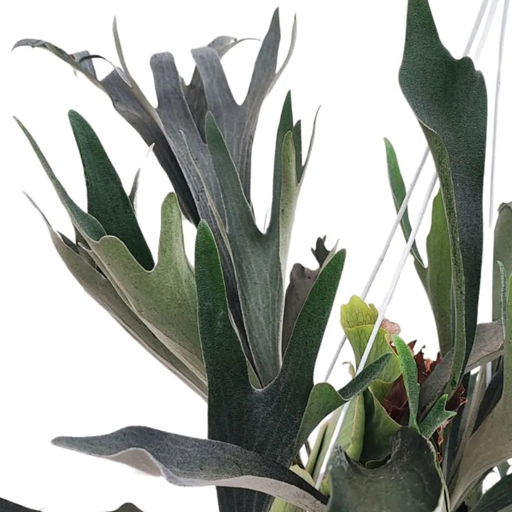 Foglie grigio-verdi del Platycerium con portamento scenografico

