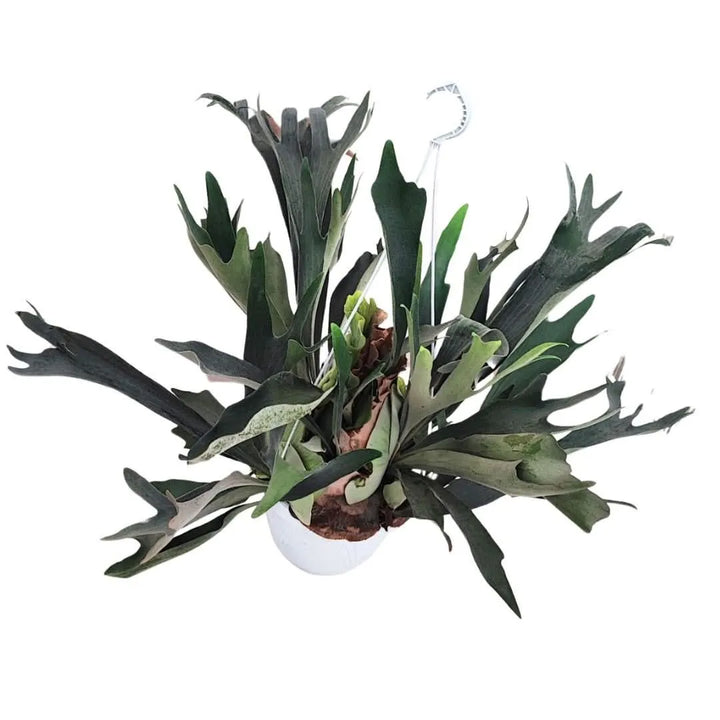 Vista dall’alto delle fronde ricadenti del Platycerium

