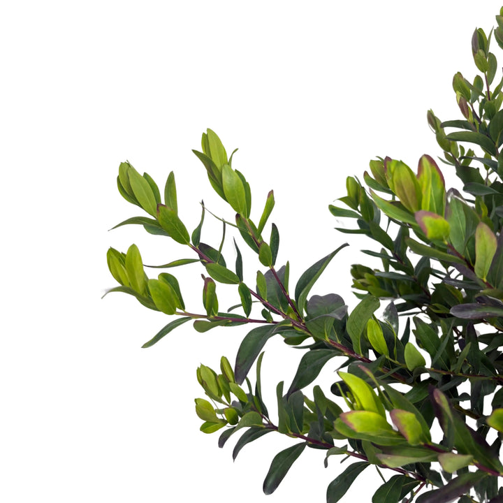 Dettaglio delle foglie e nuovi germogli della Polygala Myrtifolia

