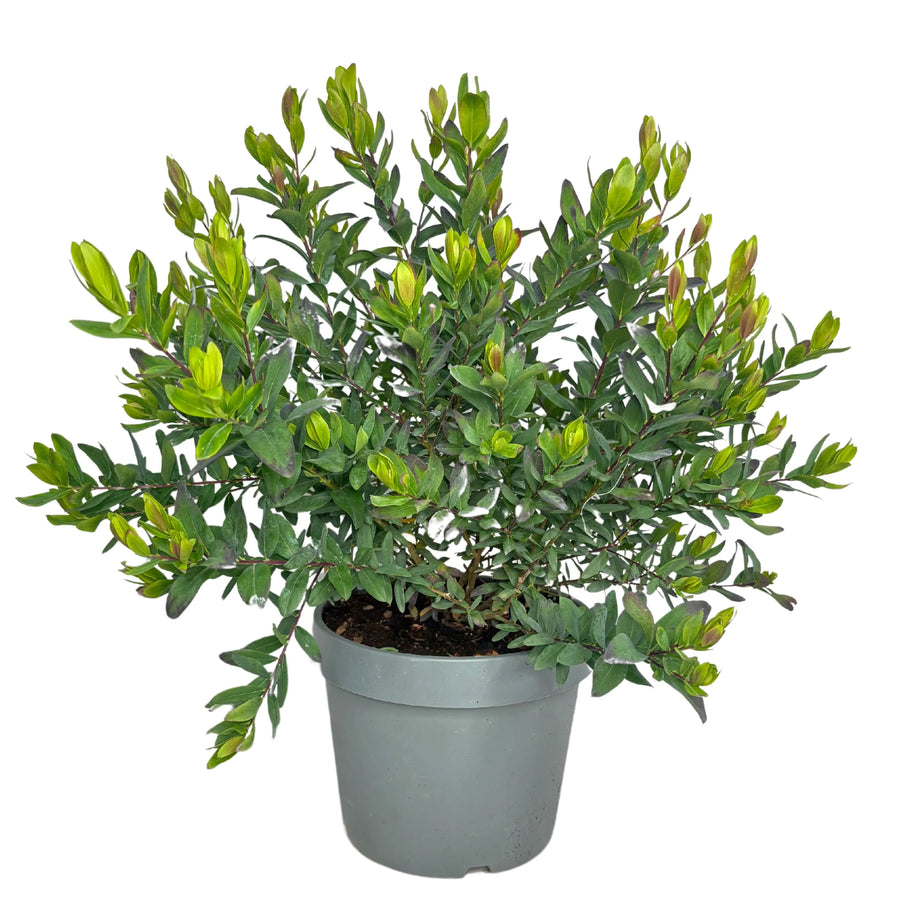 Pianta Polygala Myrtifolia in vaso da 24 cm, altezza 60 cm, vista frontale

