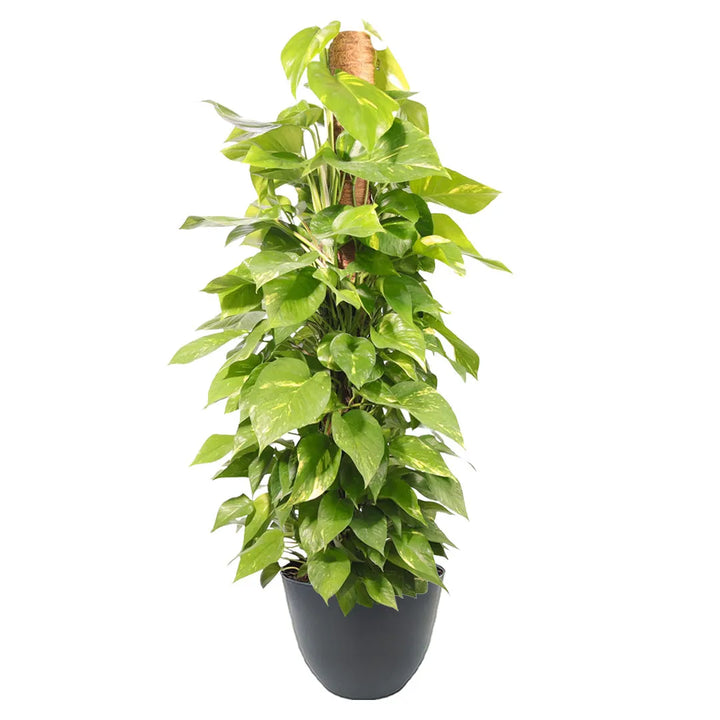 Scindapsus Aurea foglie - dettaglio ravvicinato di foglie cuoriformi verde brillante e giallo chiaro